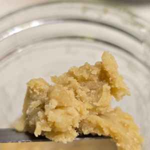 VERITAS Tier 1 Pheno Hunt |  WTR x Honey Limoncello