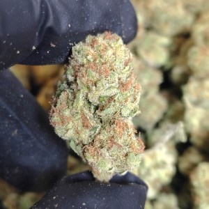 AAA Mixed Light – Golden Papaya