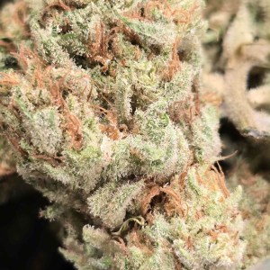 Mixed Light – Golden Papaya